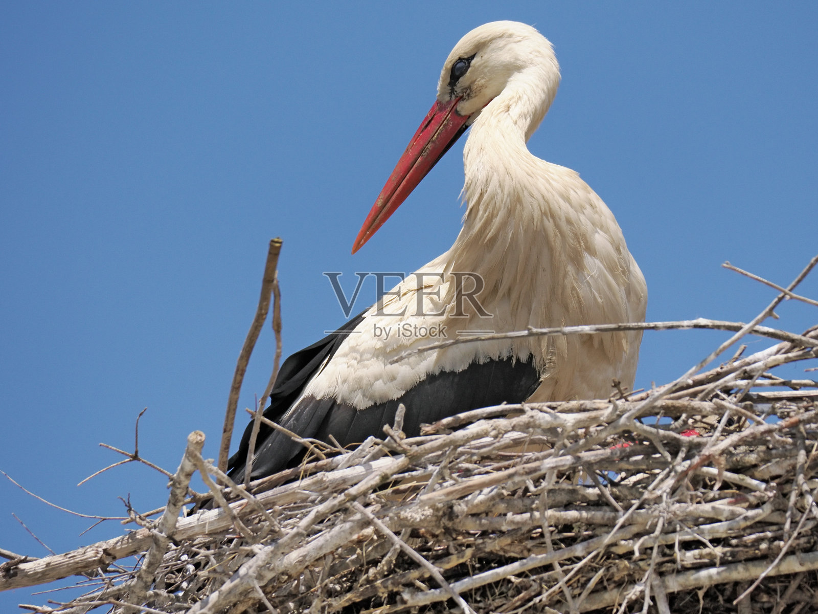 鹳在巢上照片摄影图片