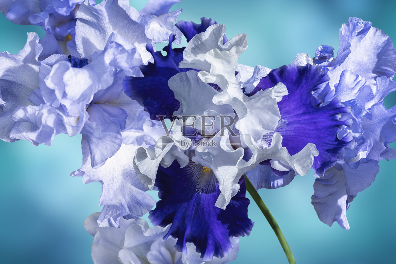 鸢尾花图案。抽象照片图片孤立的水蓝色模糊散景背景。照片摄影图片