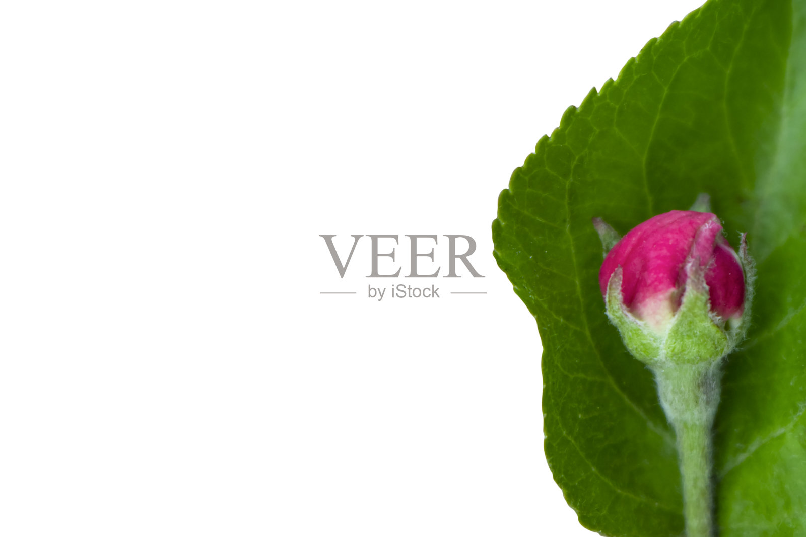 在图片的右侧，一个红色的花蕾躺在一片绿叶上。照片摄影图片