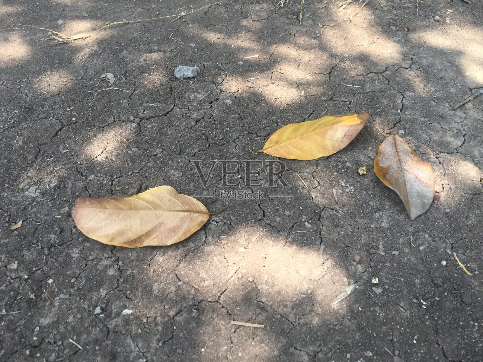 干的留在地上照片摄影图片