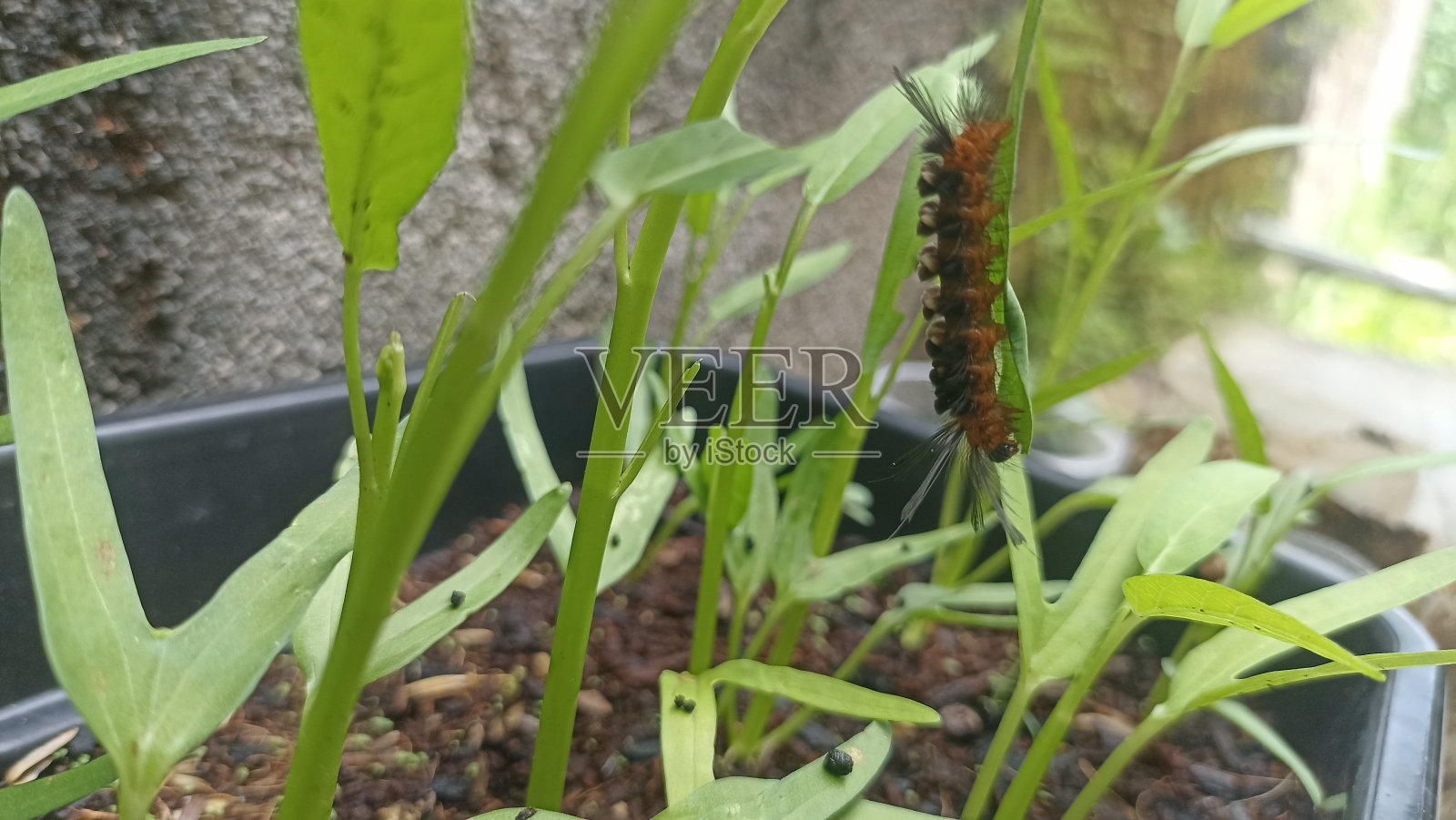 毛虫吃羽衣甘蓝叶或水菠菜或康功照片摄影图片
