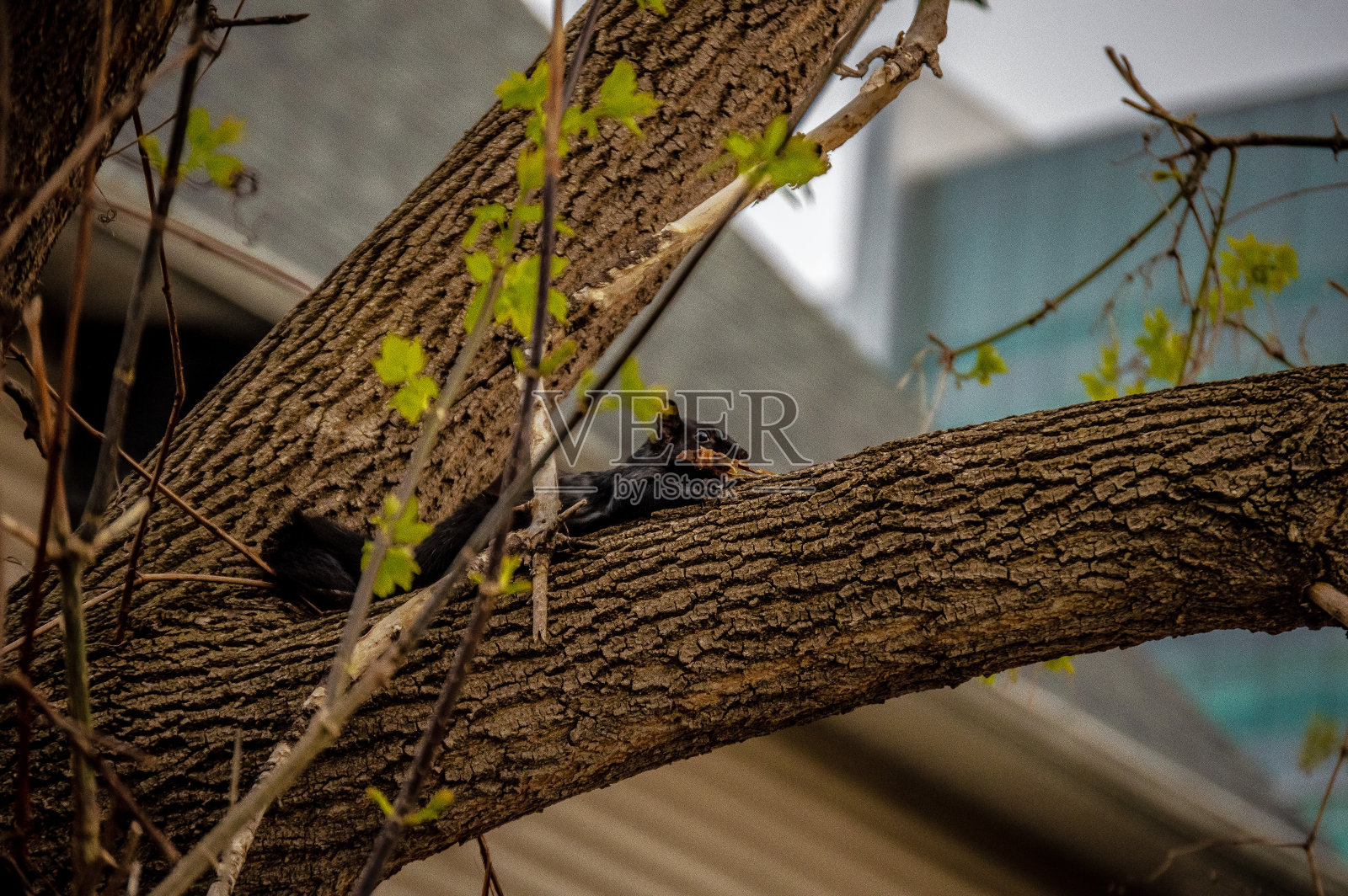 城市树上的松鼠照片摄影图片