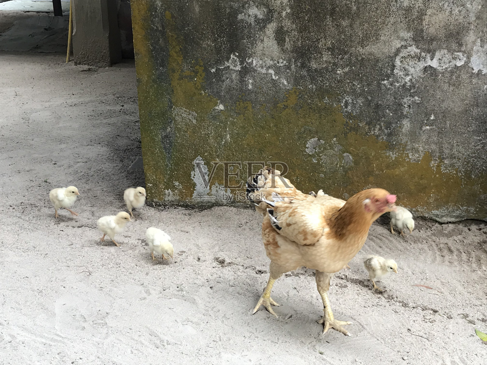 母鸡和小鸡照片摄影图片