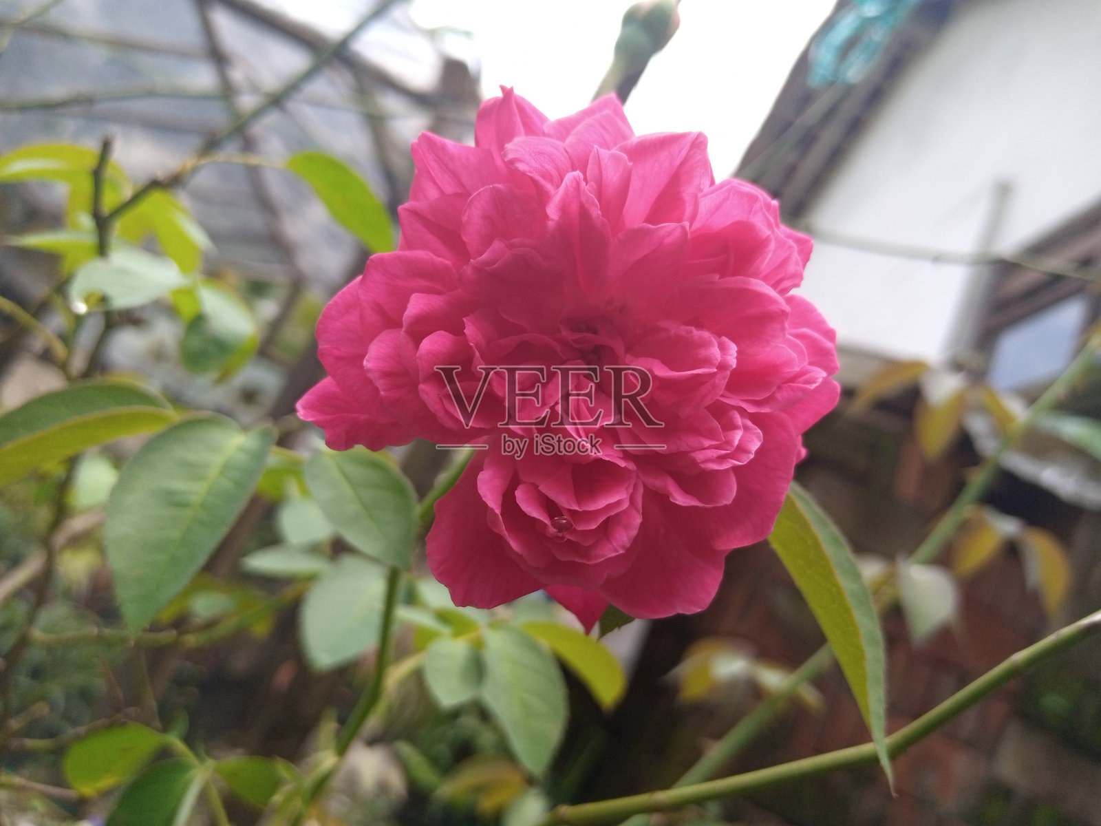 玫瑰花照片摄影图片