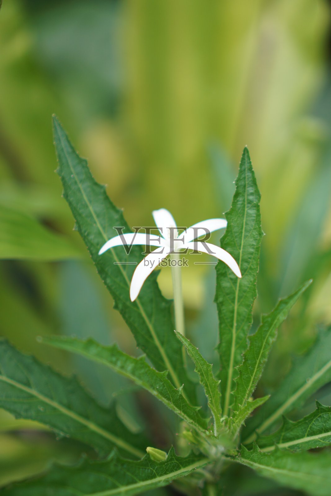 自然照片摄影图片