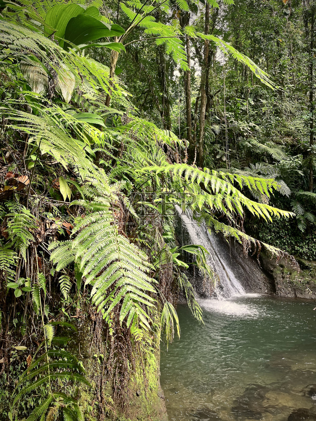 雨林中的瀑布照片摄影图片
