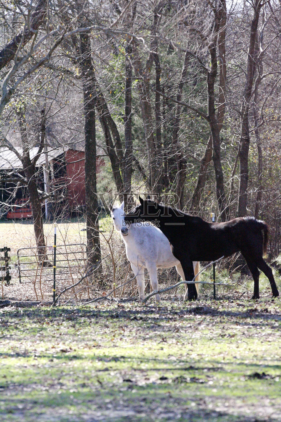 马的吻照片摄影图片