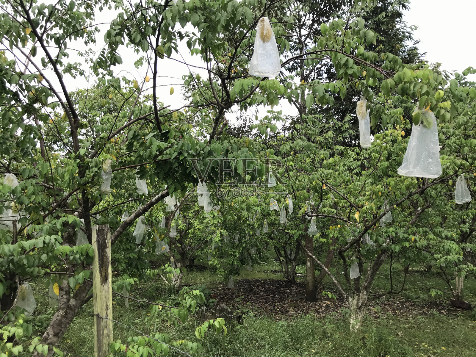 美丽的海星园自然绿色背景。新鲜凉爽。杨桃花园照片摄影图片
