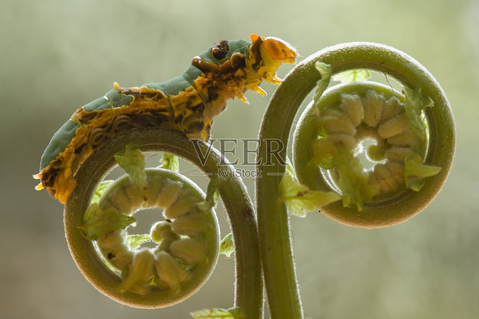 来自婆罗洲岛的神奇毛毛虫照片摄影图片