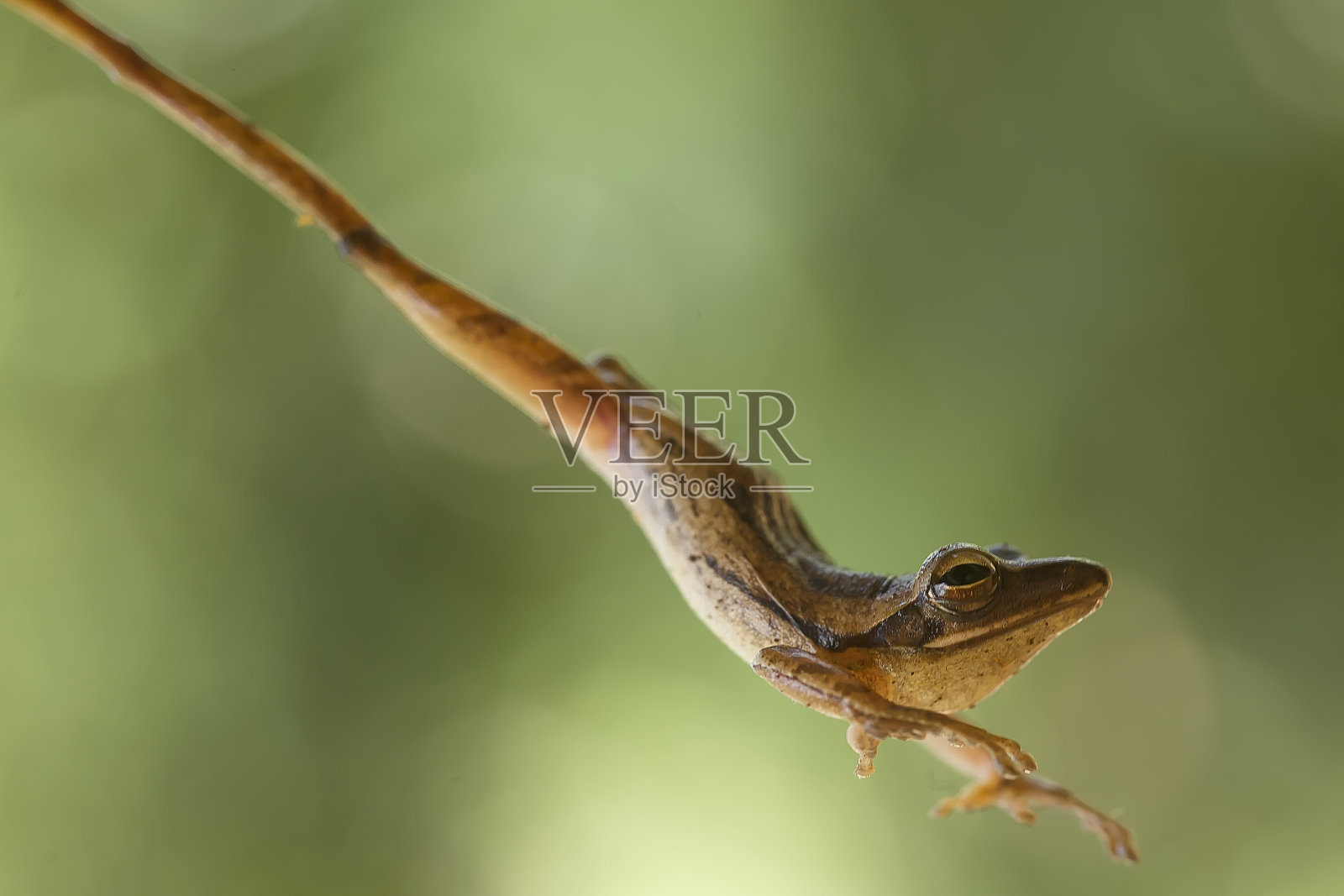 树蛙照片摄影图片