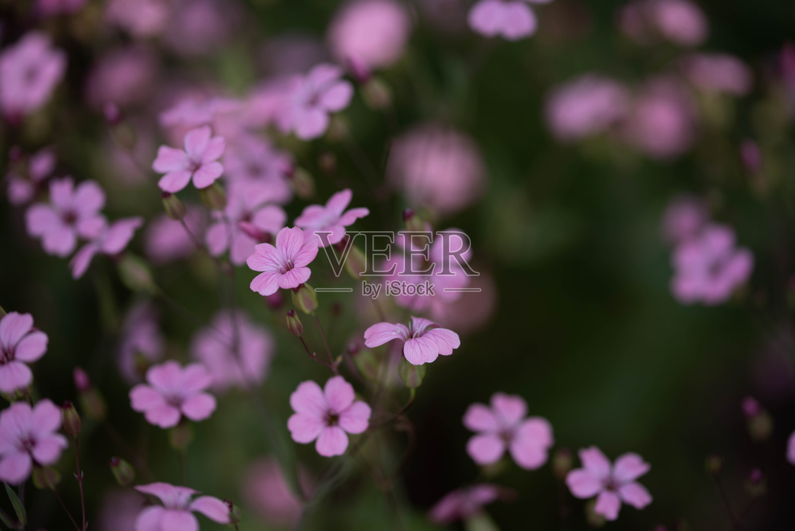 花照片摄影图片