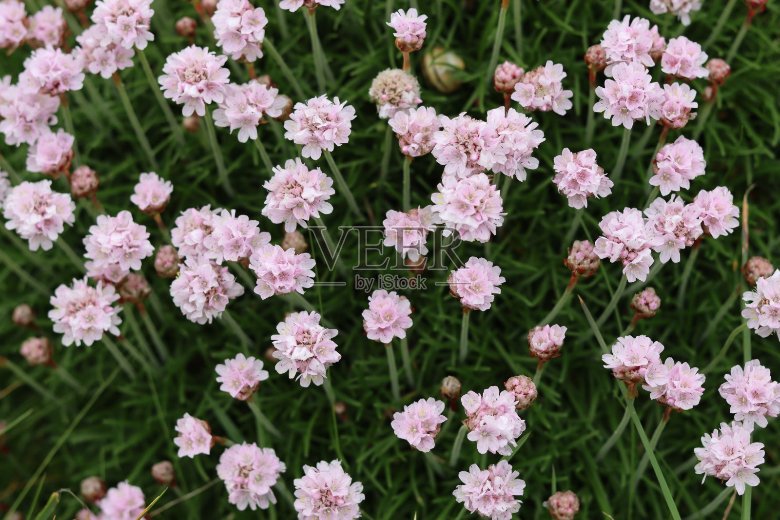 近照的海粉红色或节俭，生长在海岸悬崖上照片摄影图片