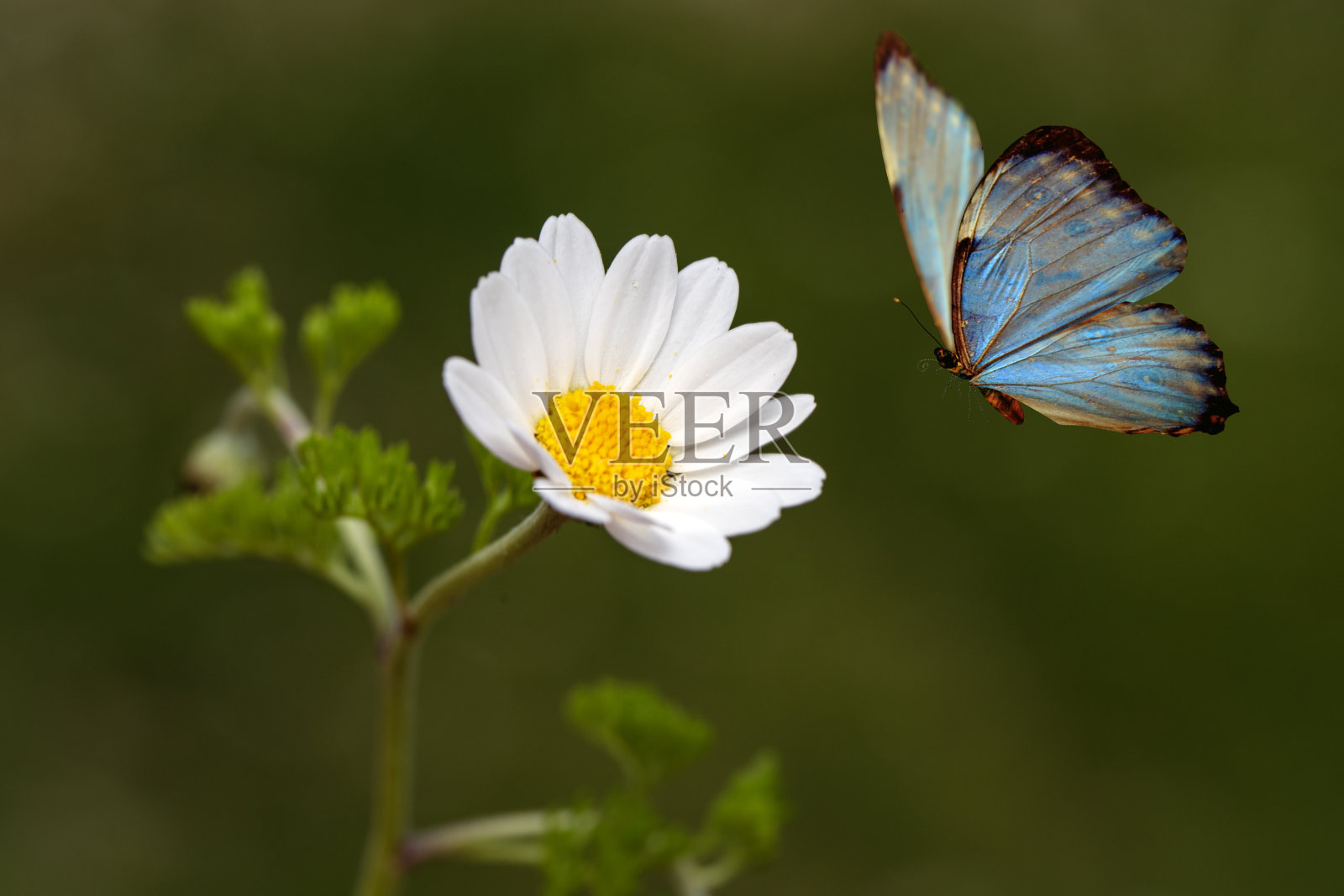 特写:美丽的蝴蝶坐在夏日花园的花上。照片摄影图片