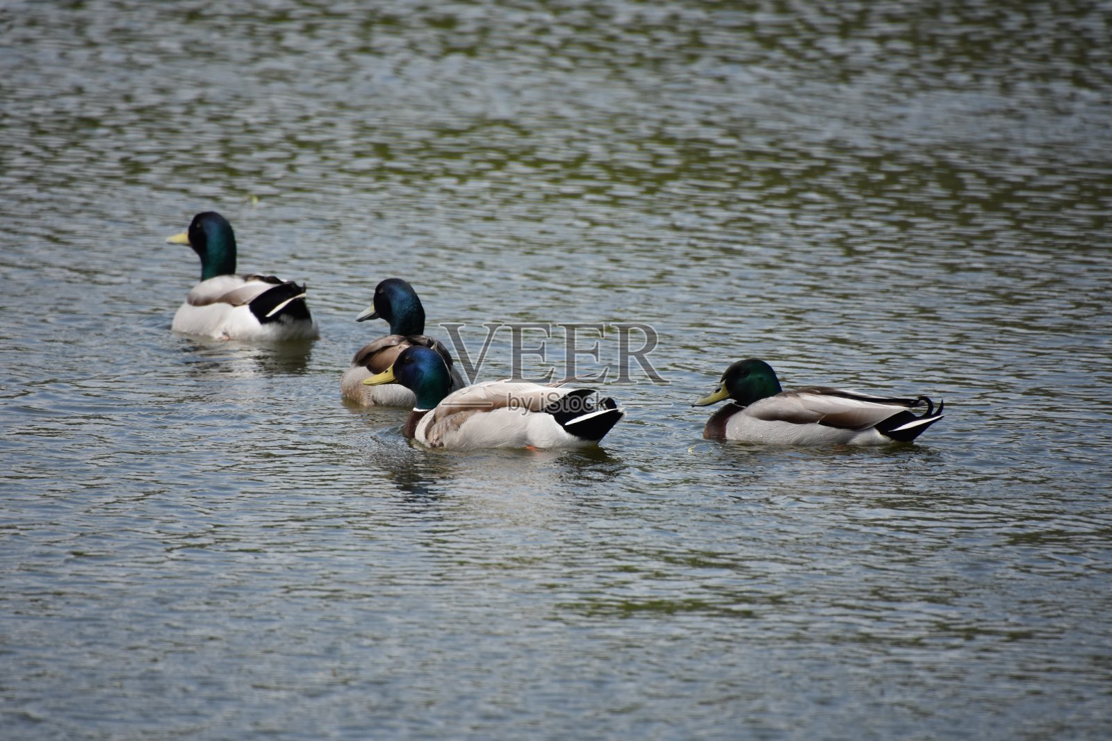 四只鸭子掉进湖里照片摄影图片