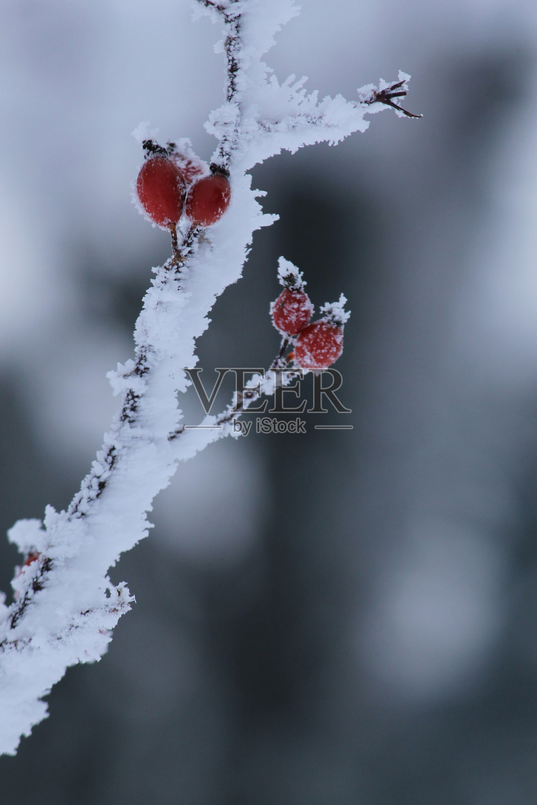 野玫瑰果照片摄影图片