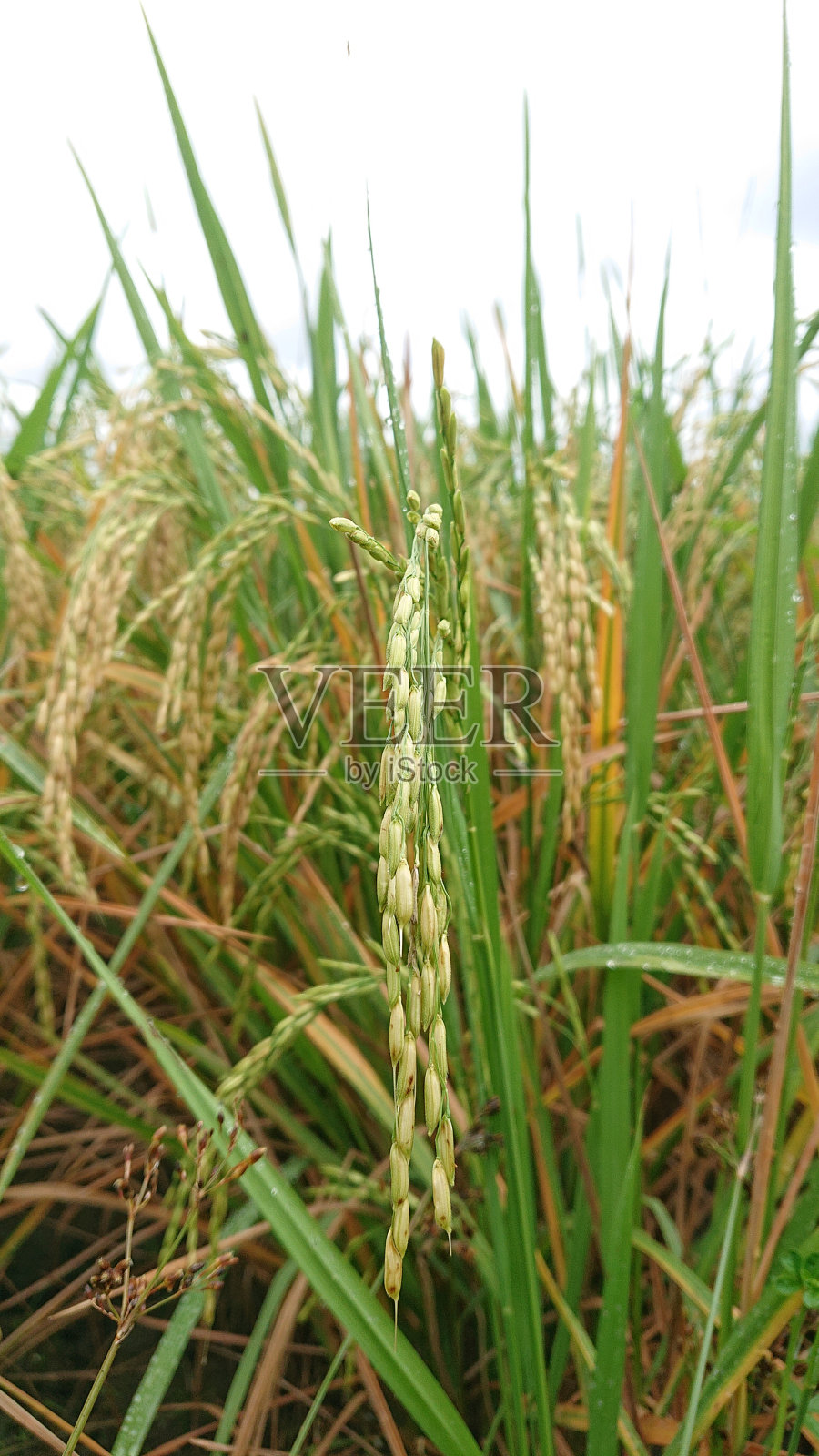 稻田的特写照片，金色的照片摄影图片