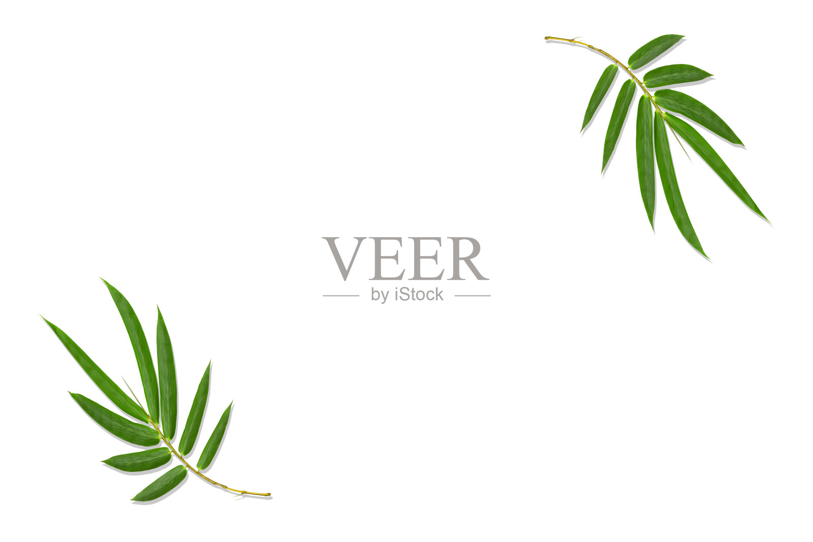 孤立在白色背景上的绿色竹叶照片摄影图片