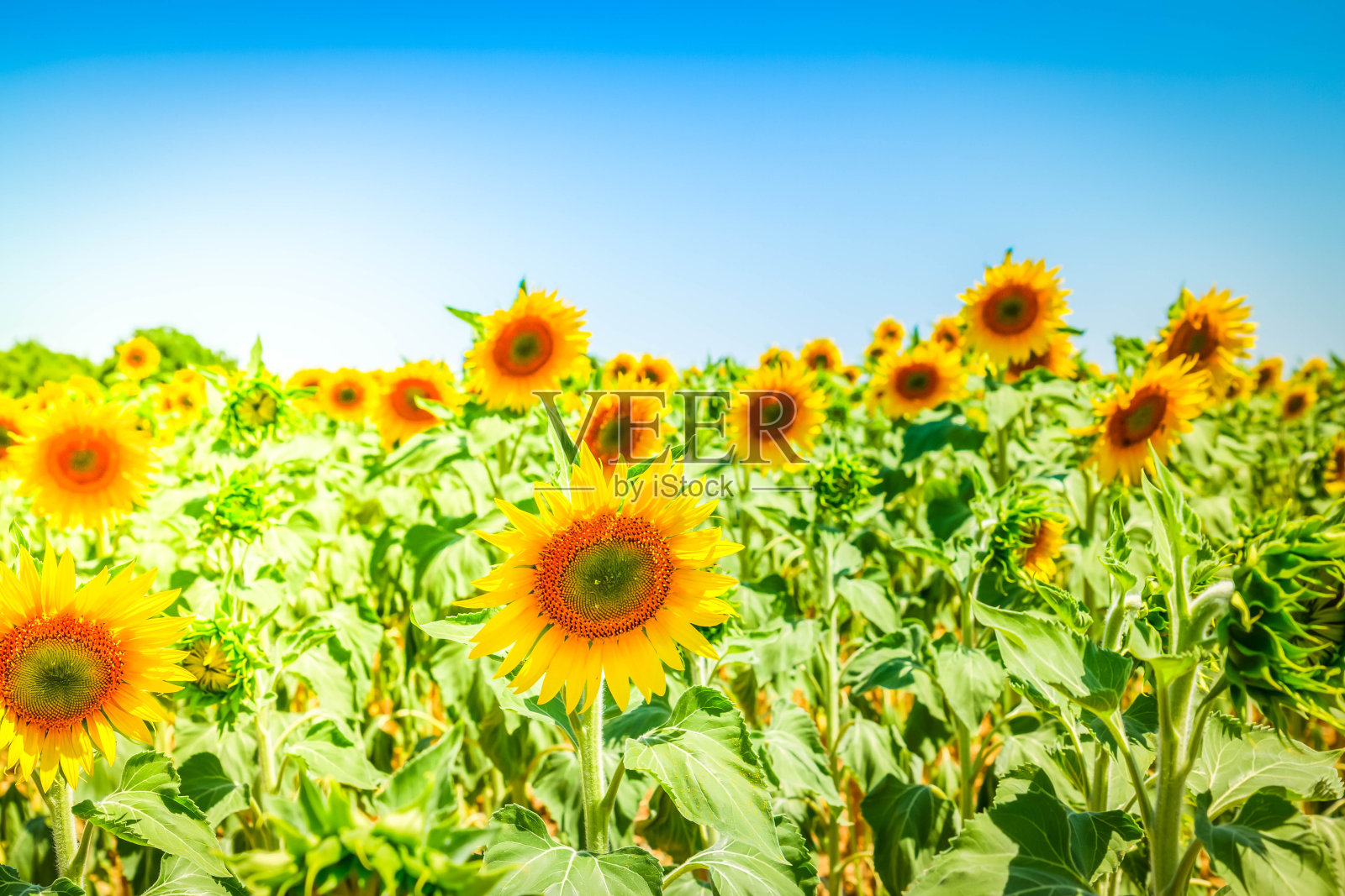 向日葵田照片摄影图片