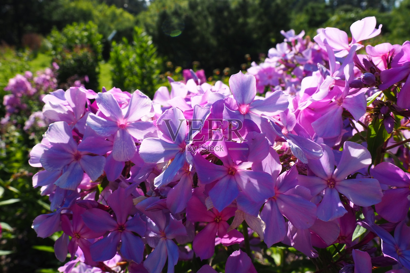 圆锥夹竹桃，秋季夹竹桃，园林夹竹桃，多年生夹竹桃。夹竹桃属是夹竹桃科多年生和一年生植物68种。粉红色紫色的花靠近。照片摄影图片