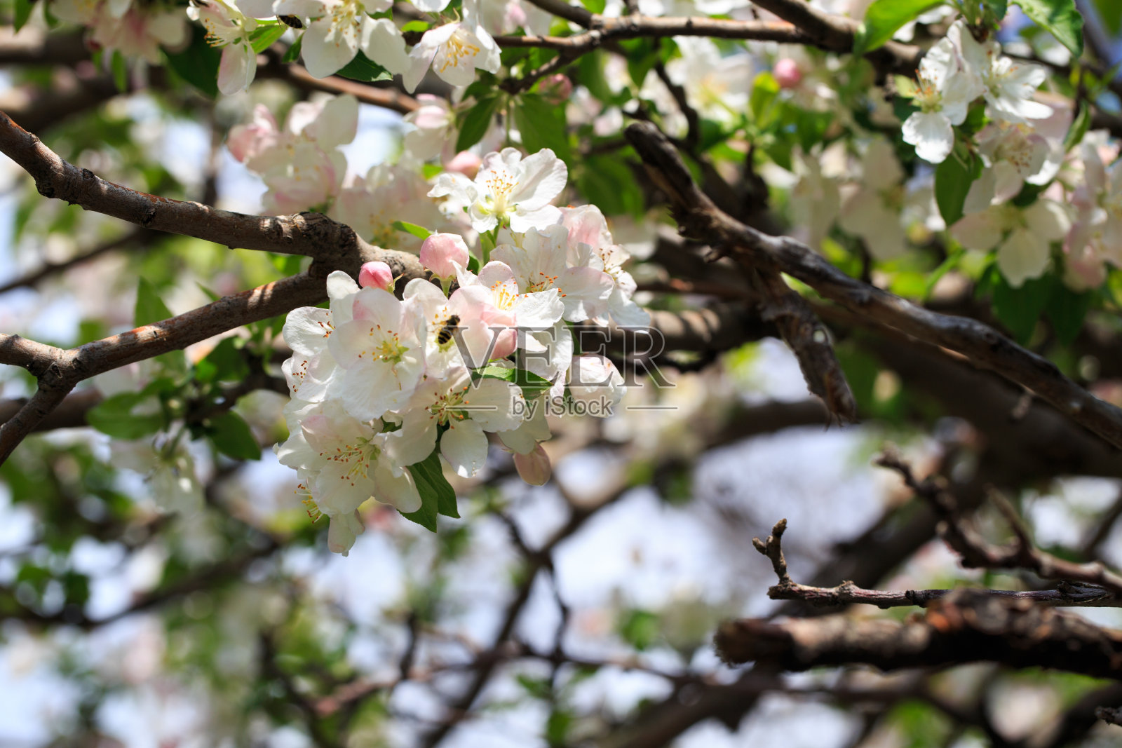 春天花园里盛开的苹果树。开花的自然纹理。树上的白花特写。在蓝天的映衬下照片摄影图片