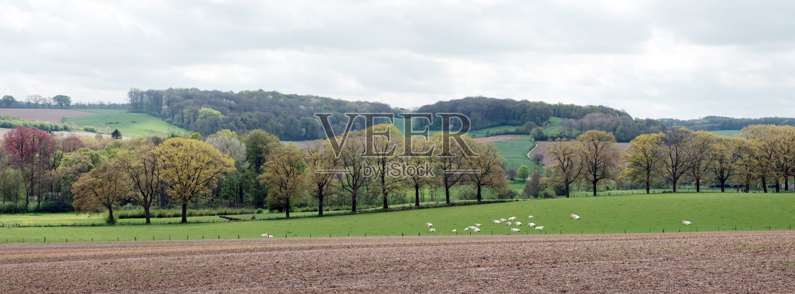 荷兰南林堡省古尔本附近的春天风景和白色的奶牛照片摄影图片