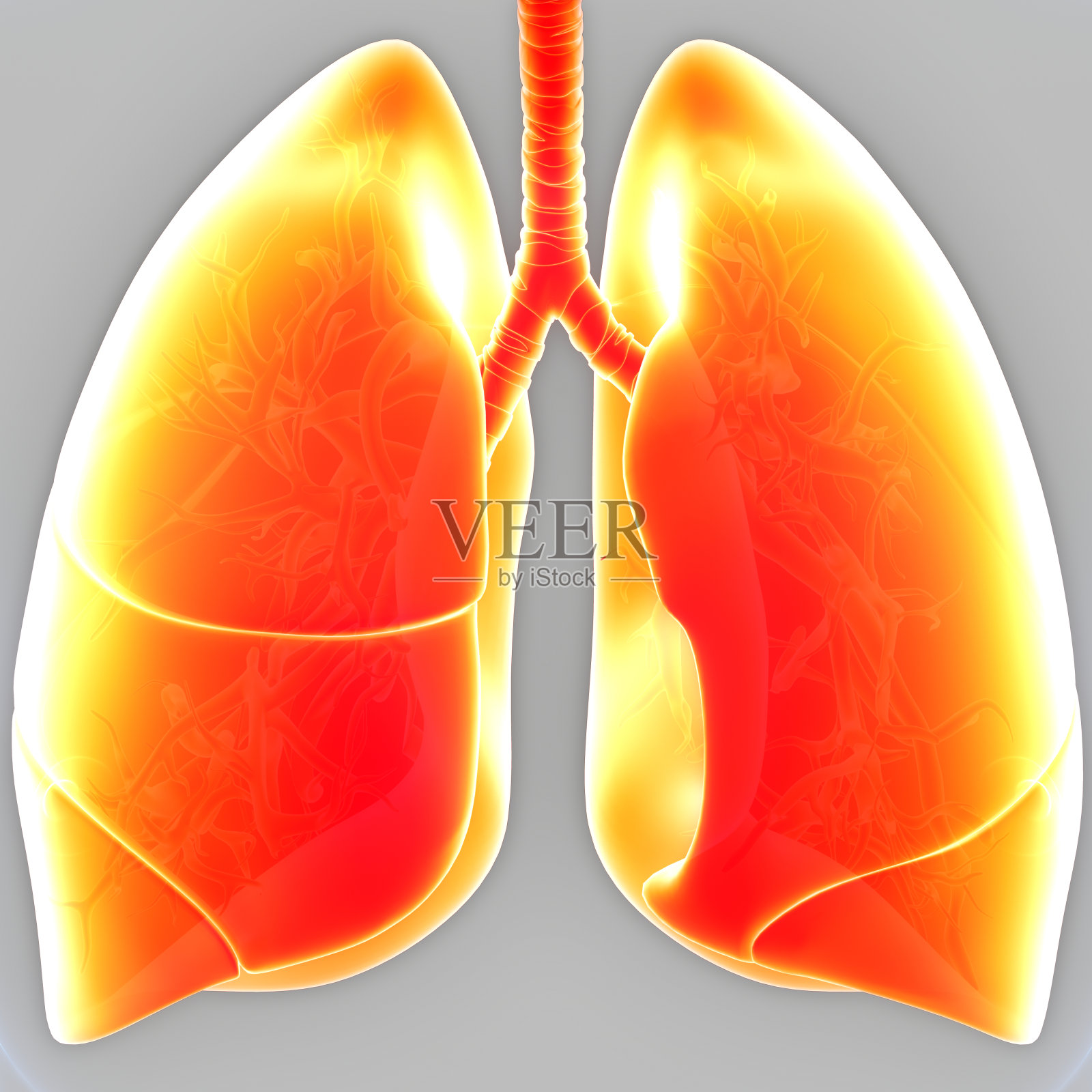 人体呼吸系统肺解剖照片摄影图片