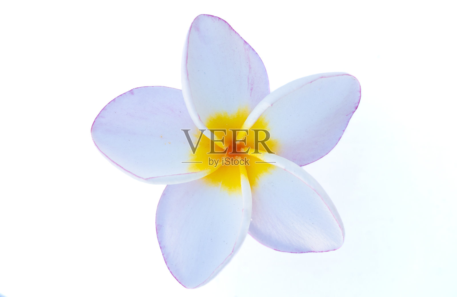 白色的桔梗花中间是黄色的花，花瓣顶端是粉红色的桔梗粉红色的三色堇。它有一种温和的香味，很受家庭和花园装饰的欢迎。照片摄影图片