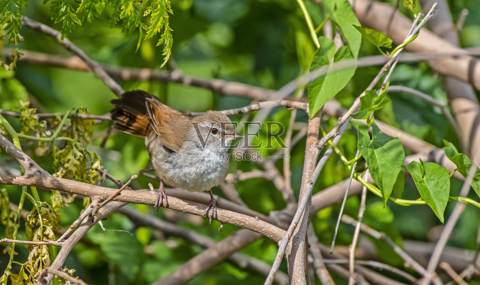 塞蒂的莺(塞蒂娅·塞蒂)照片摄影图片