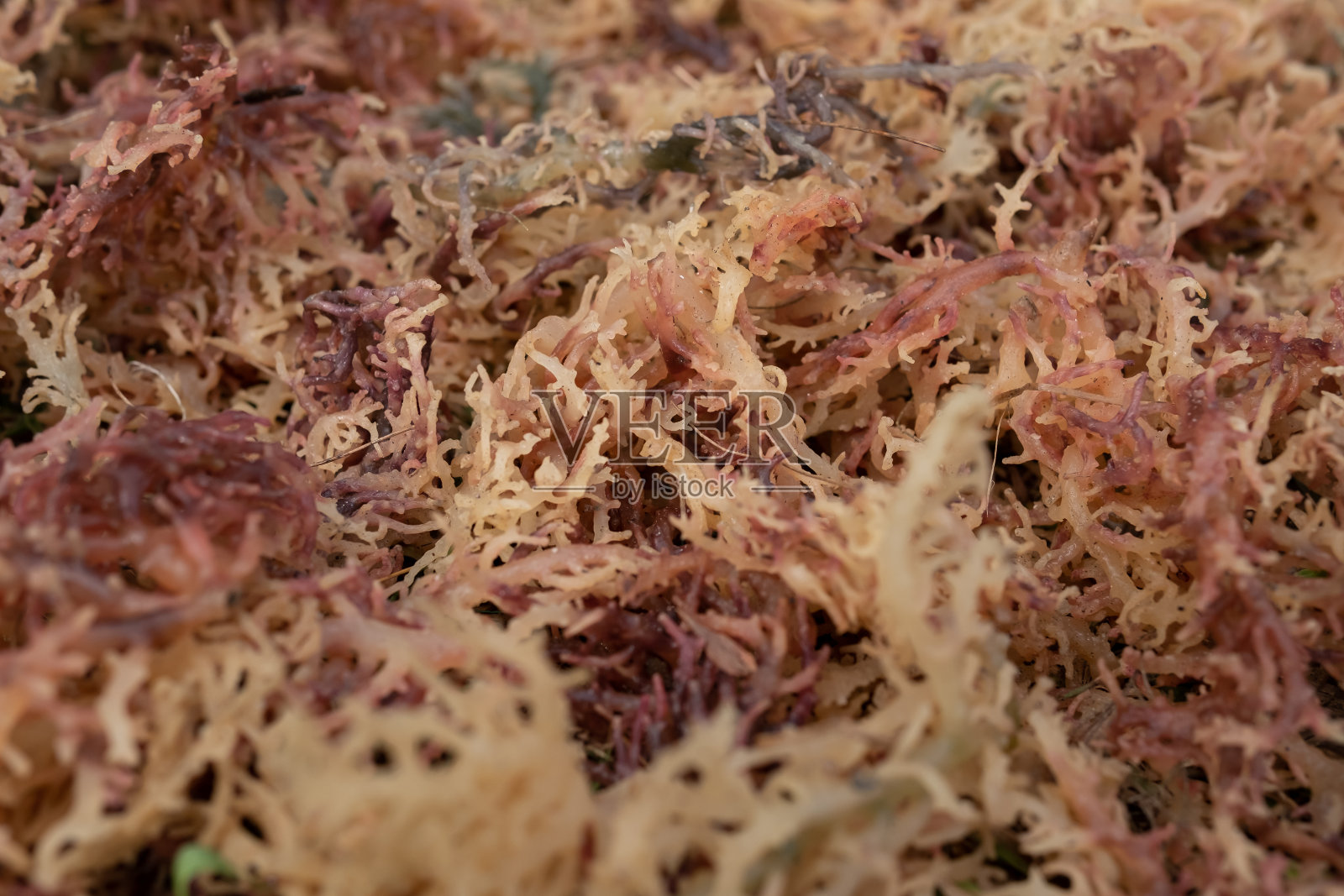 新鲜收获的海藻照片摄影图片