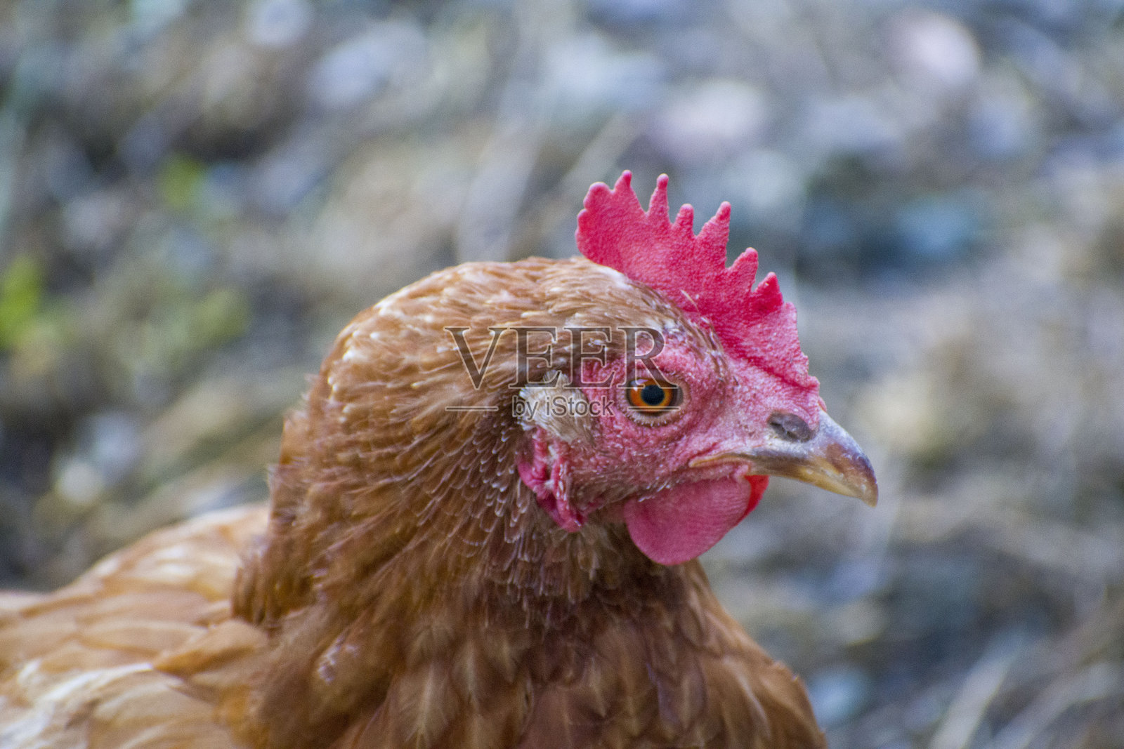 棕色的鸡照片摄影图片