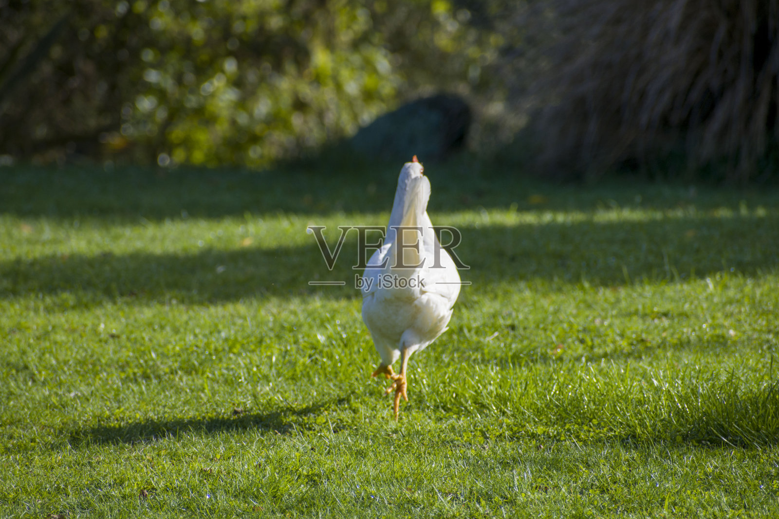 农场里的鸡照片摄影图片