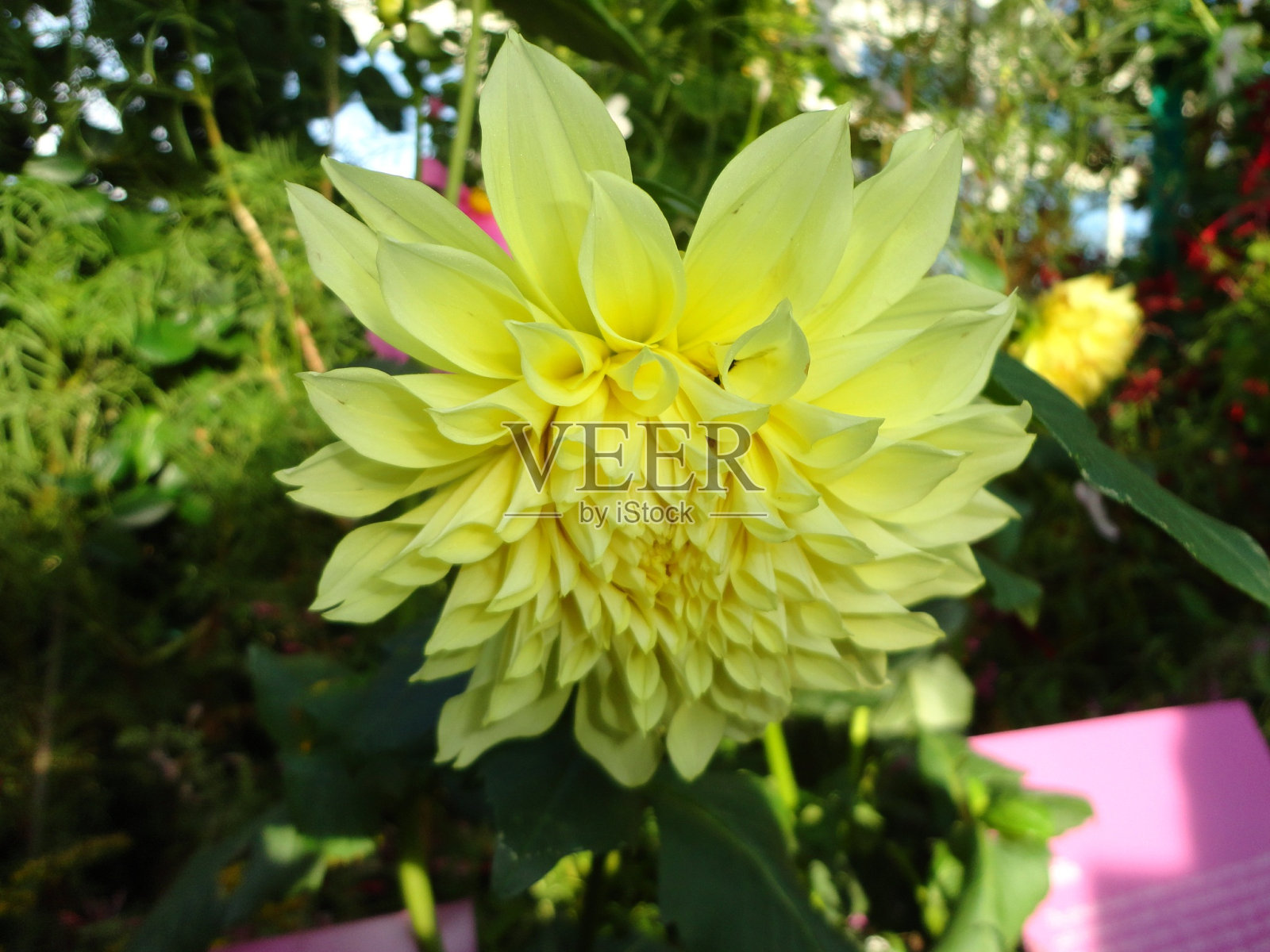 NYBG的莫奈花园2012年10月13日照片摄影图片