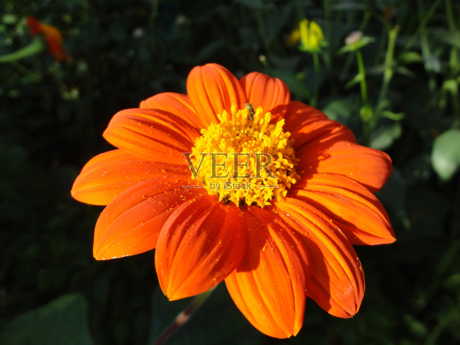 NYBG的莫奈花园2012年10月13日照片摄影图片