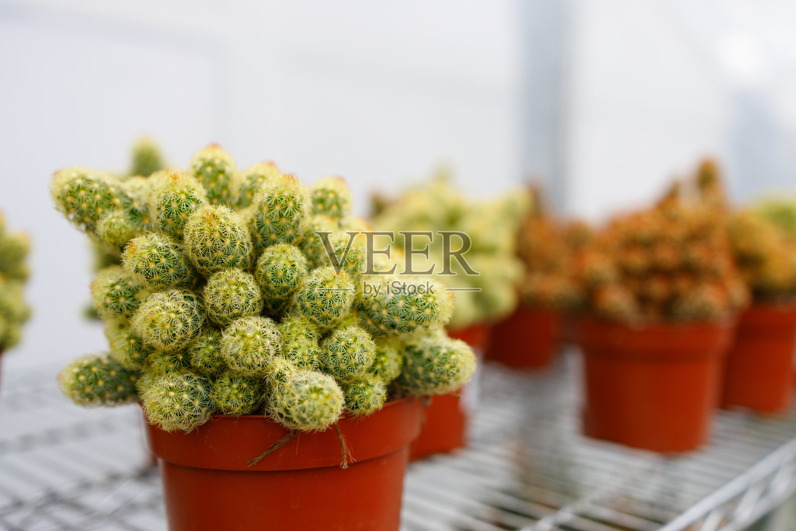 在花圃里架子上的花盆里种的仙人掌照片摄影图片