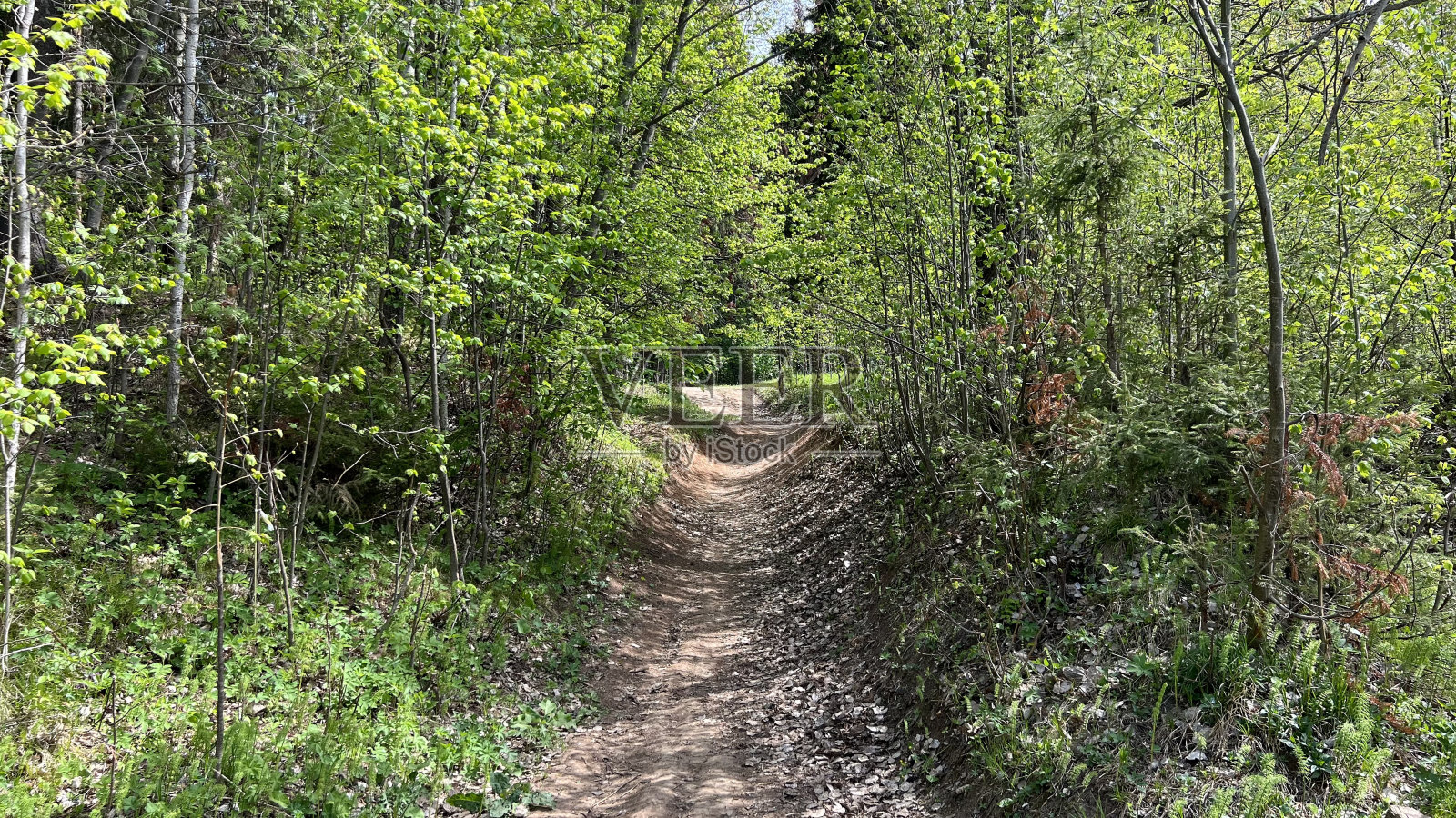 林中小径照片摄影图片