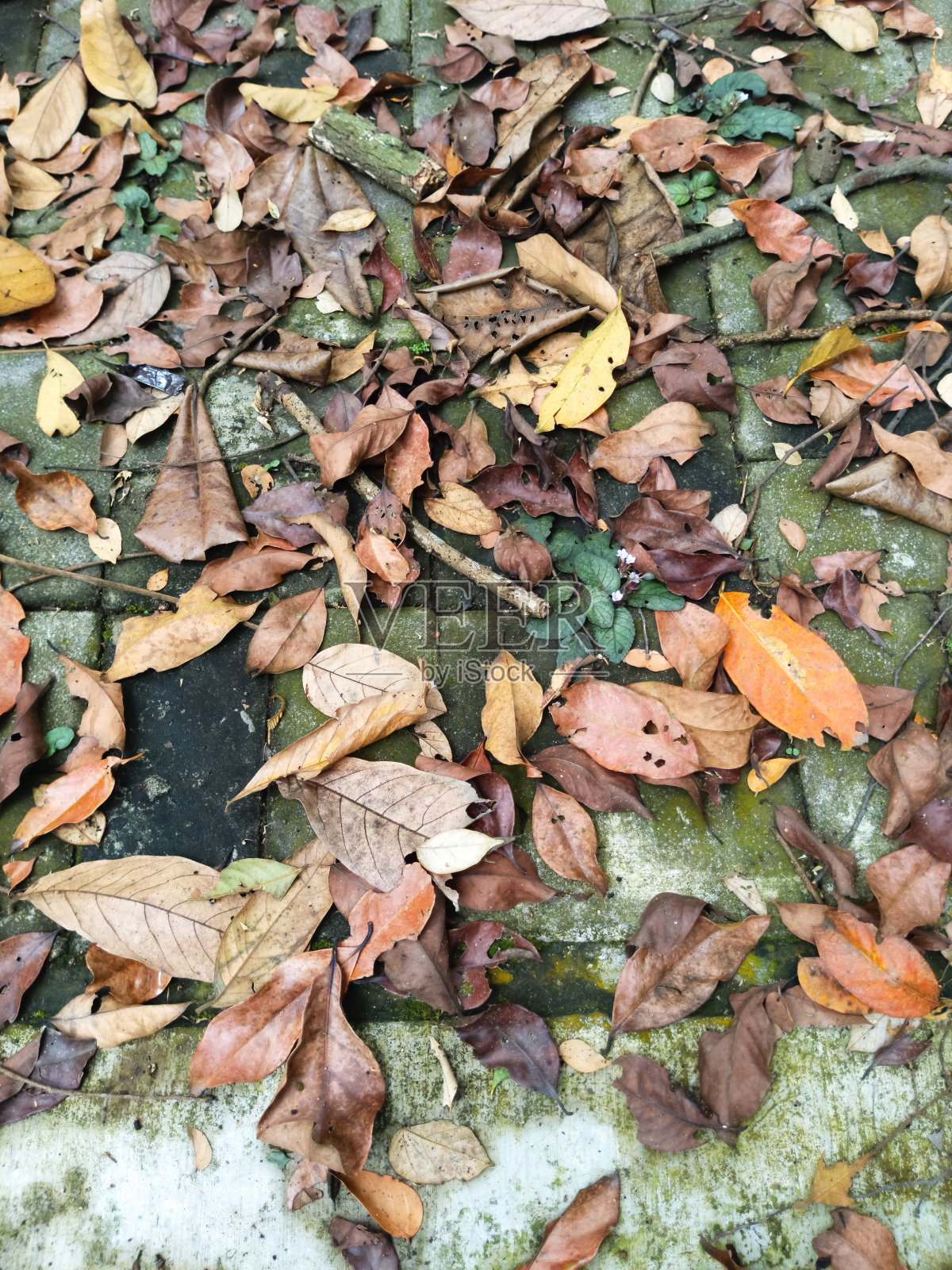 照片上的树叶散落在地上照片摄影图片