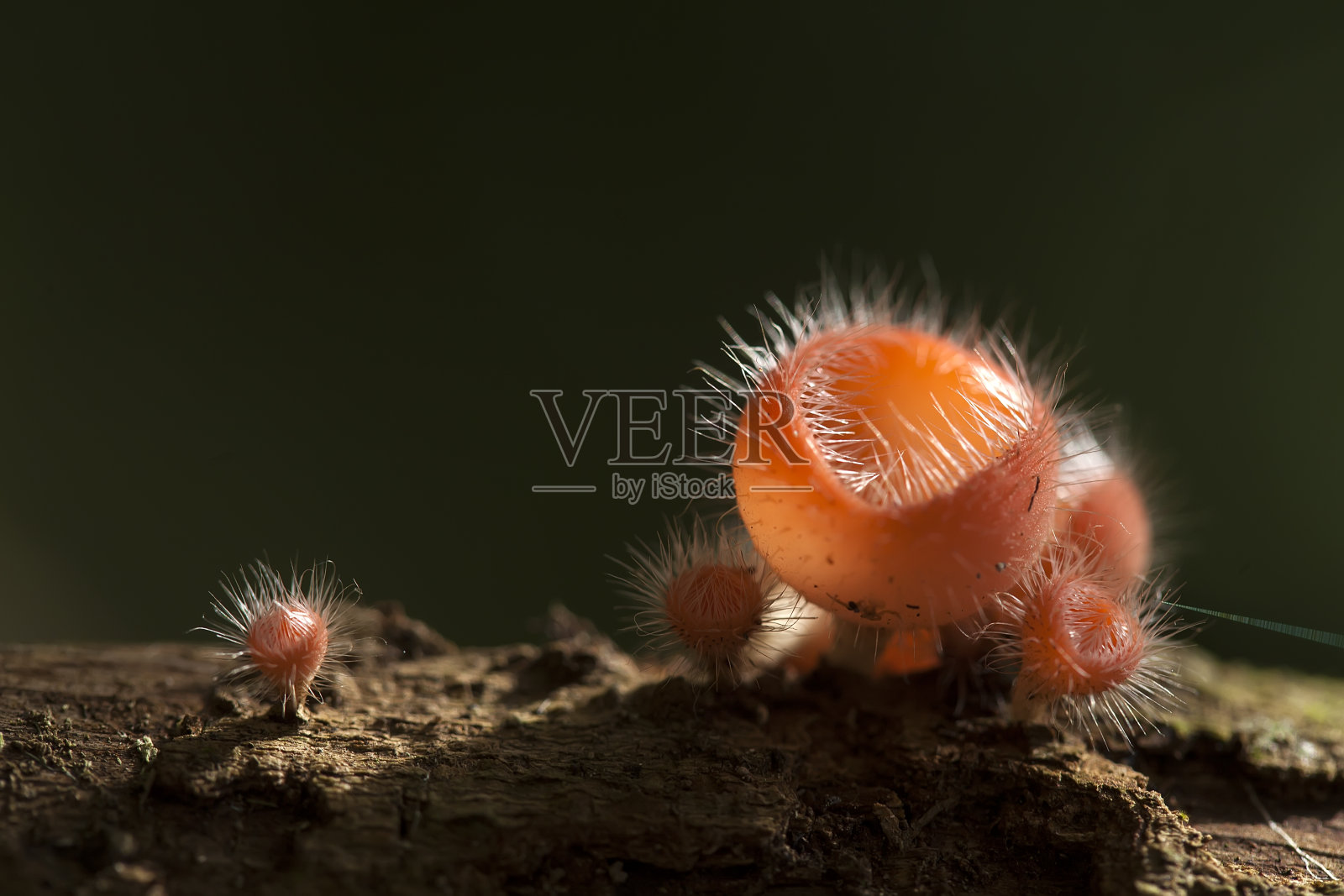 蘑菇的世界照片摄影图片