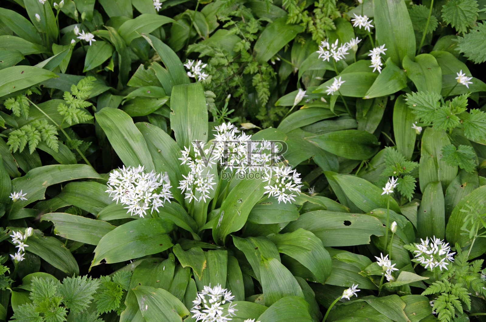 自然环境下的野生大蒜照片摄影图片