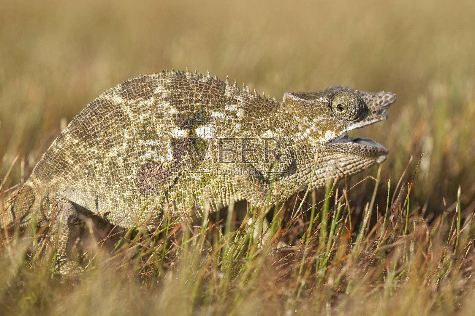爬行动物和两栖动物世界照片摄影图片