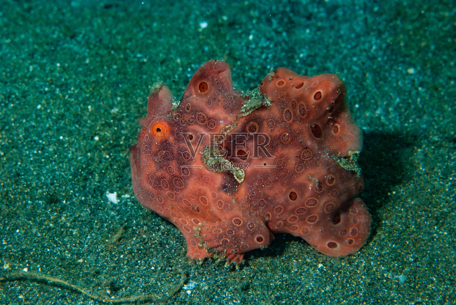 彩绘蛙鱼照片摄影图片