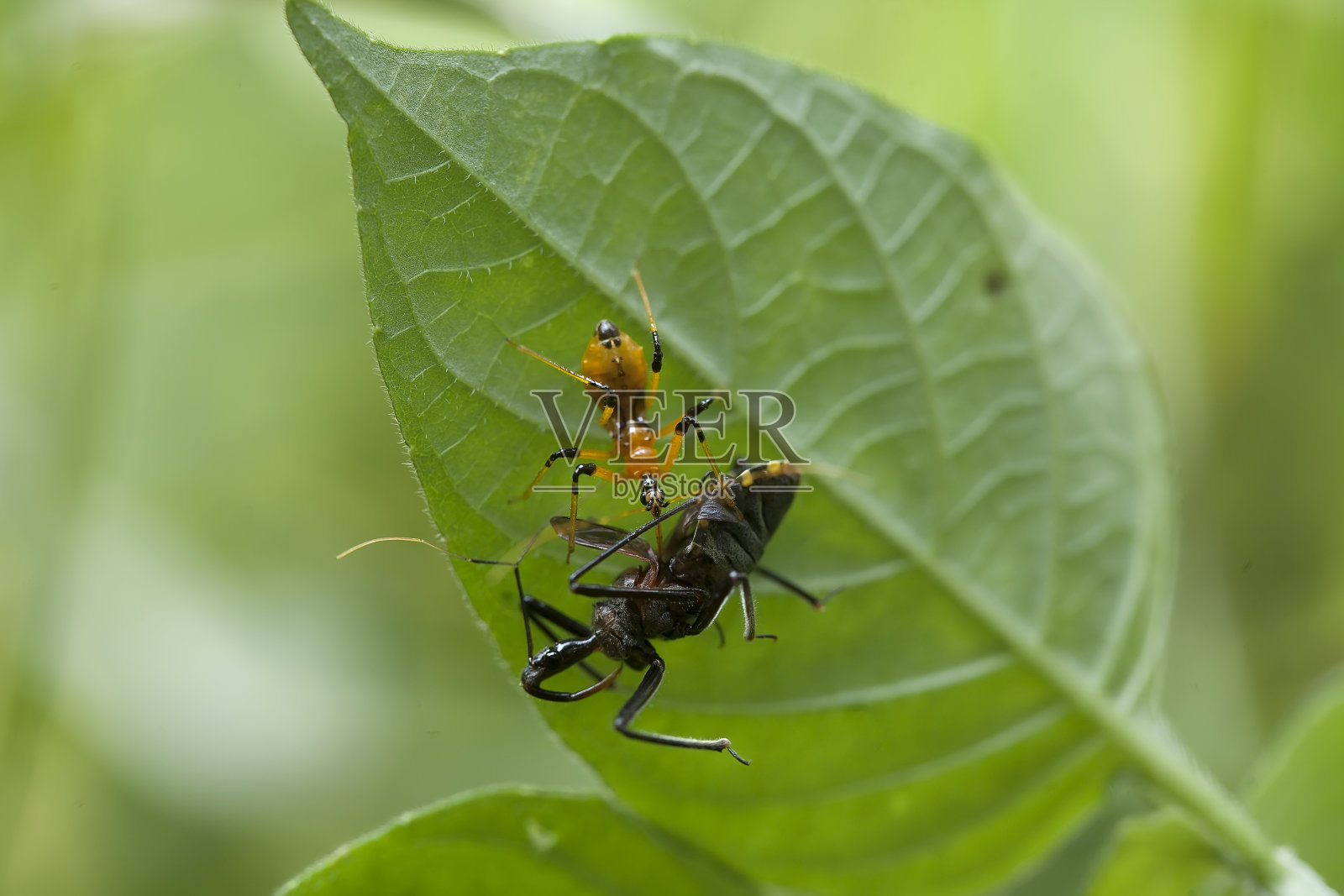 昆虫世界照片摄影图片
