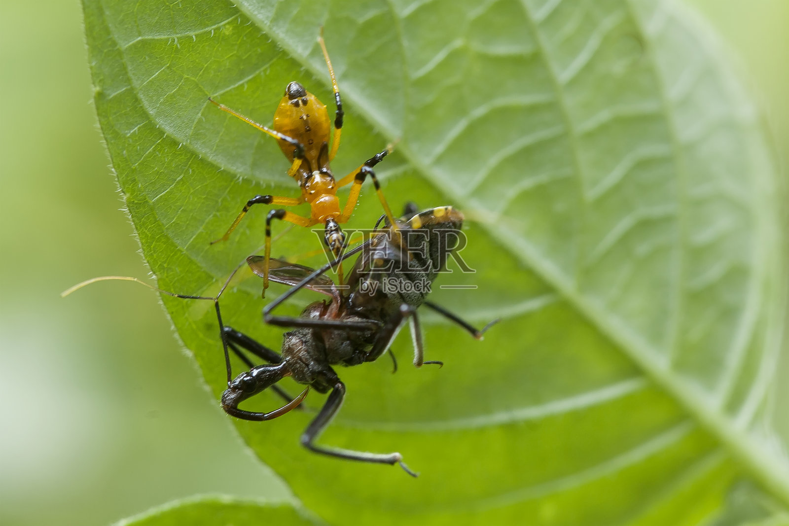 昆虫世界照片摄影图片