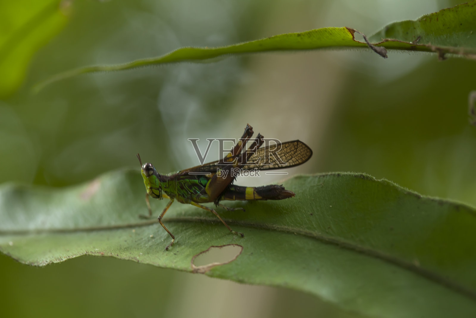 周围的昆虫照片摄影图片