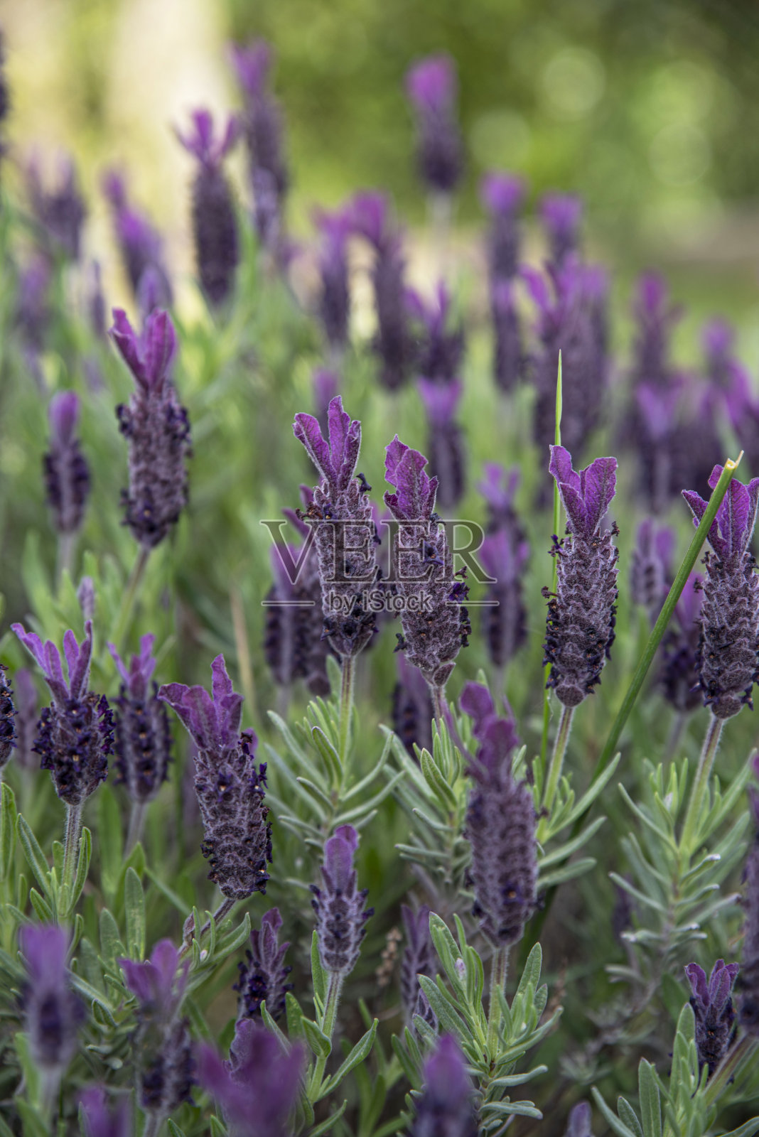 春天的紫色花朵照片摄影图片
