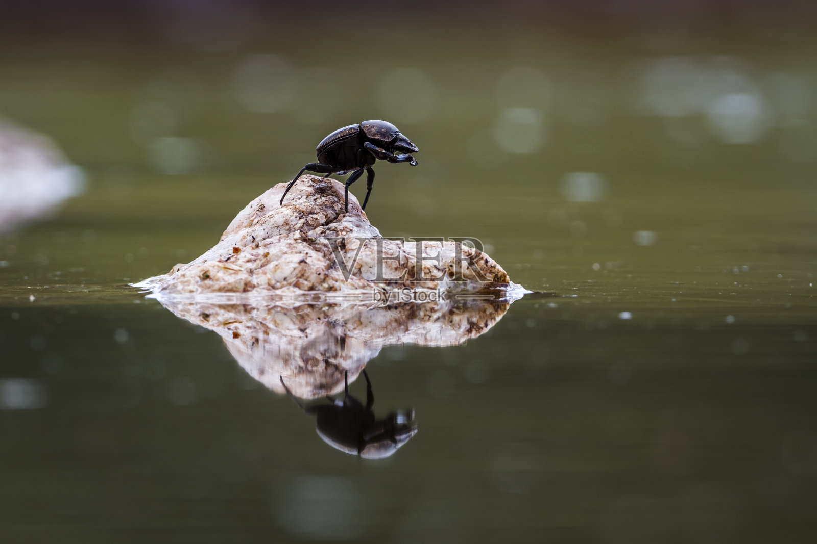 南非克鲁格国家公园的屎壳郎照片摄影图片