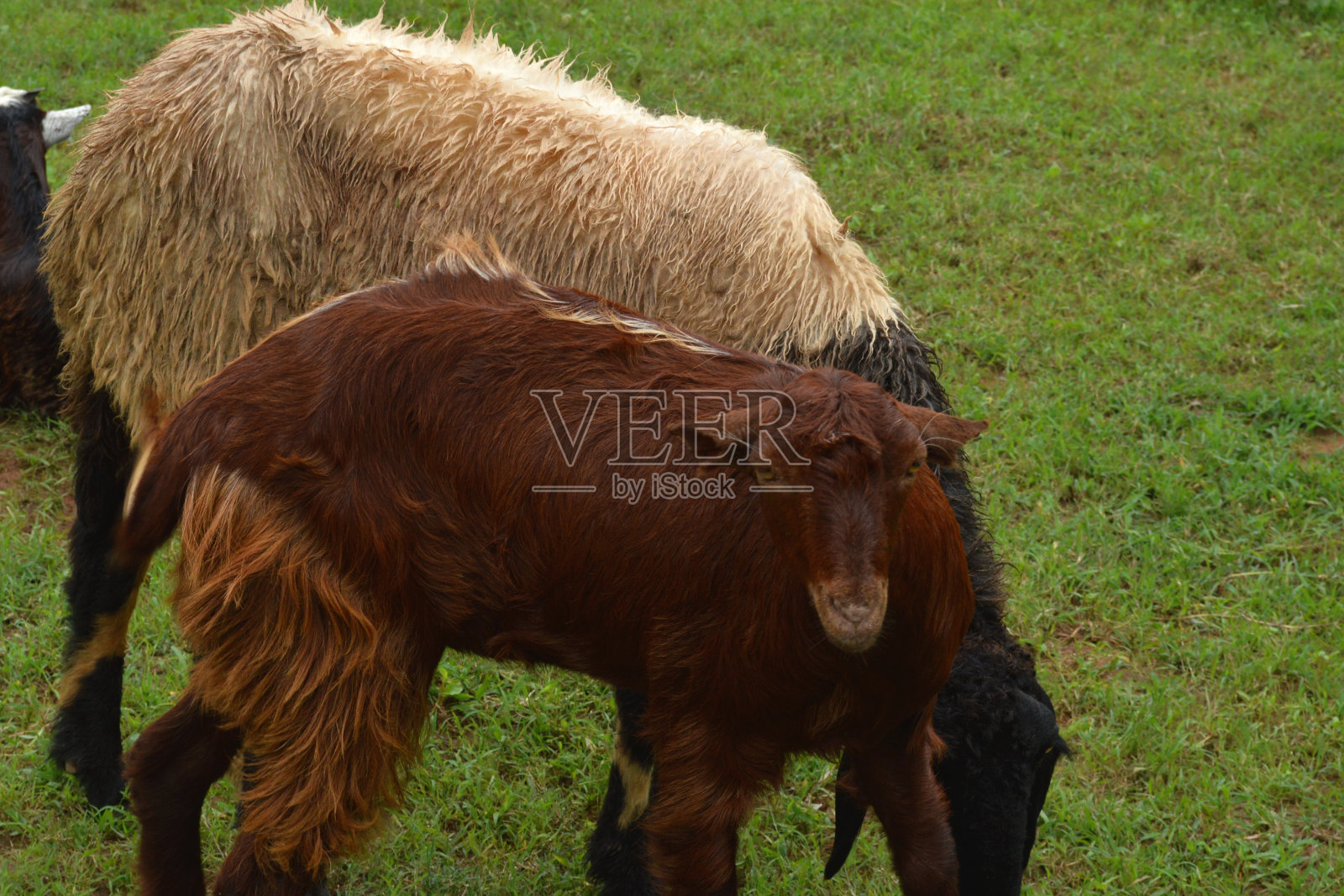 Mansa M 1照片摄影图片