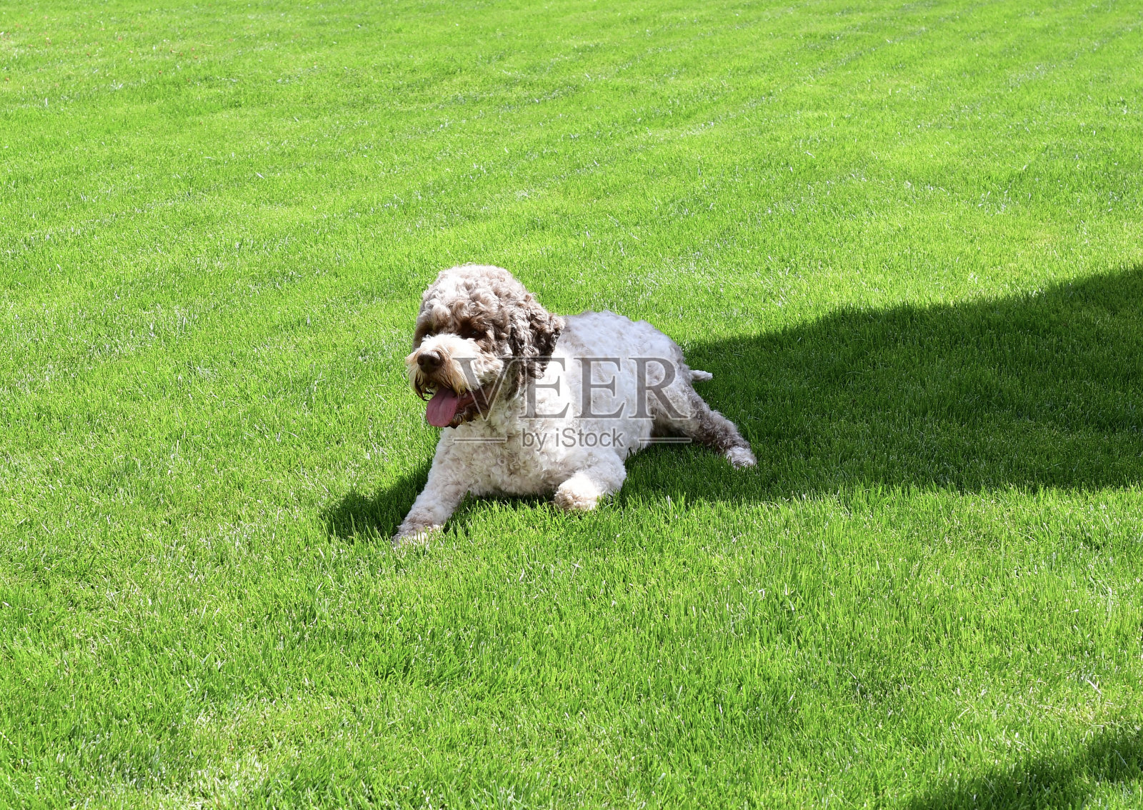 拉古托·罗马诺洛狗的肖像照片摄影图片