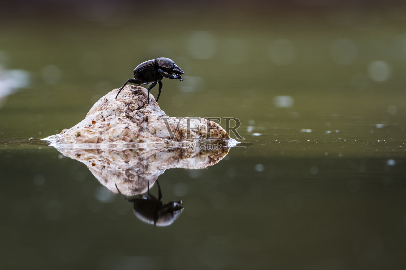 南非克鲁格国家公园的屎壳郎照片摄影图片
