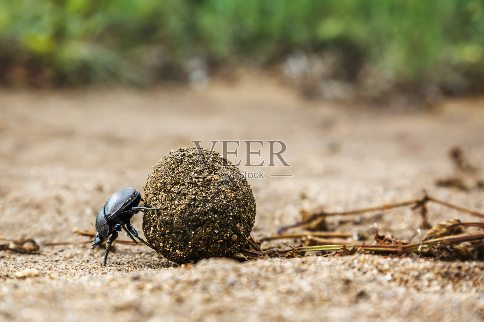 南非克鲁格国家公园的屎壳郎照片摄影图片