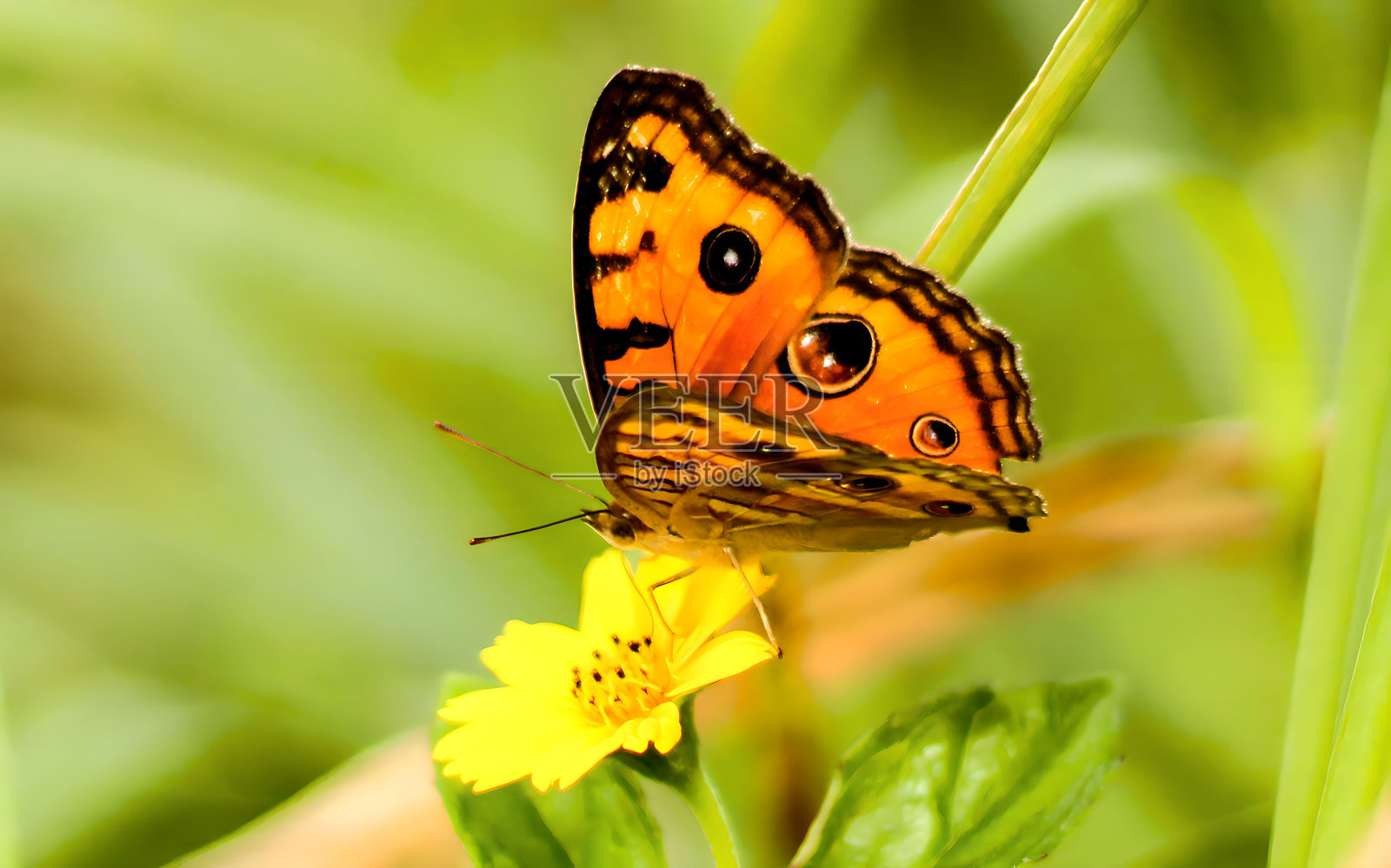 橙色的蝴蝶照片摄影图片